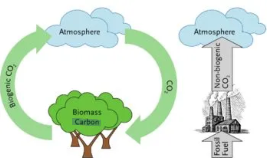 biogenic carbon cycle