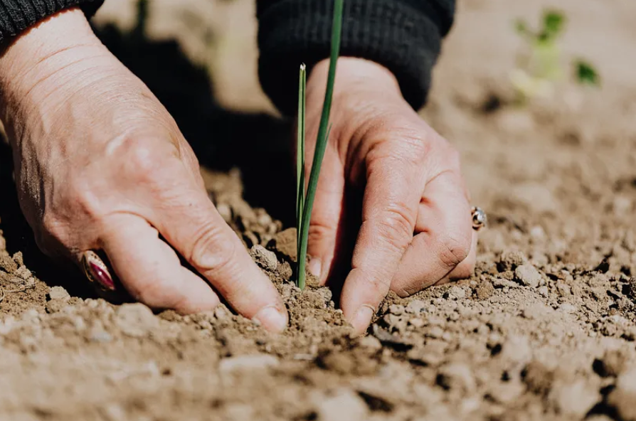 Visual Representation of Planting Seeds - Illustrating the Nurturing of Growth and Development