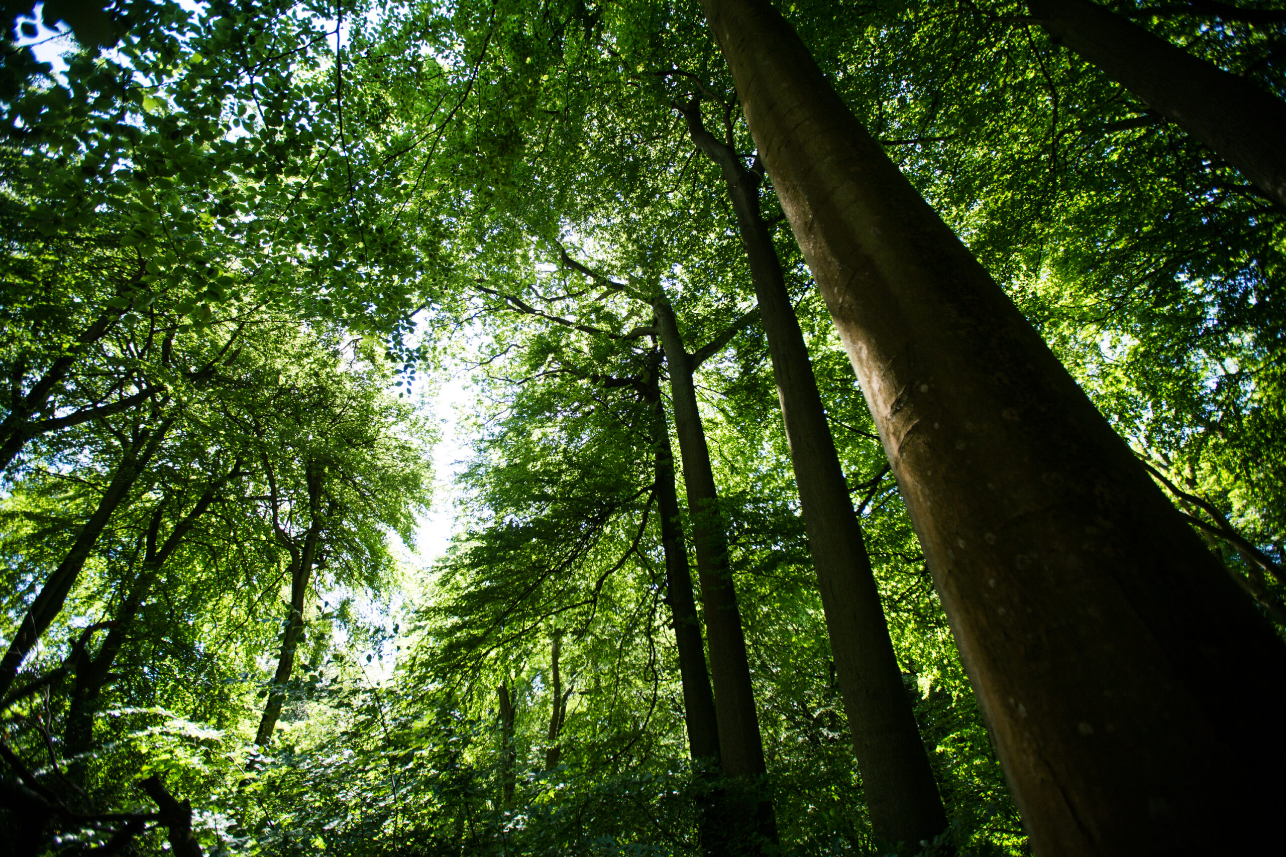 Native broadleaf woodland planted by H.G. Matthews as part of its decarbonisation programme
